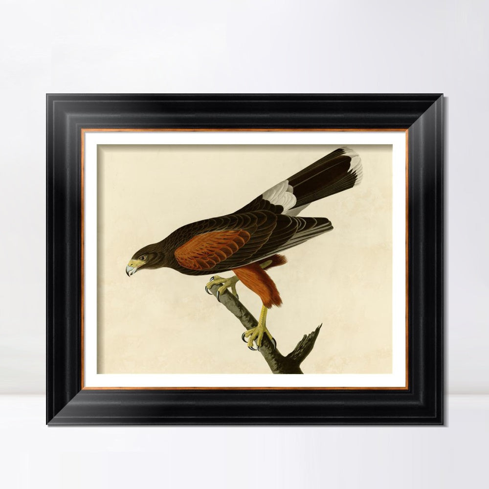 INVIN ART Framed Canvas Art Giclee Print Louisiana Hawk by John James Audubon  Home Office Wall Art Decorations