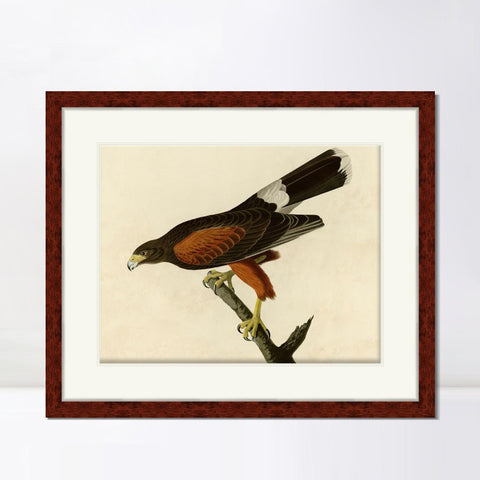 INVIN ART Framed Canvas Art Giclee Print Louisiana Hawk by John James Audubon Living Room Home Office Wall Art Decorations