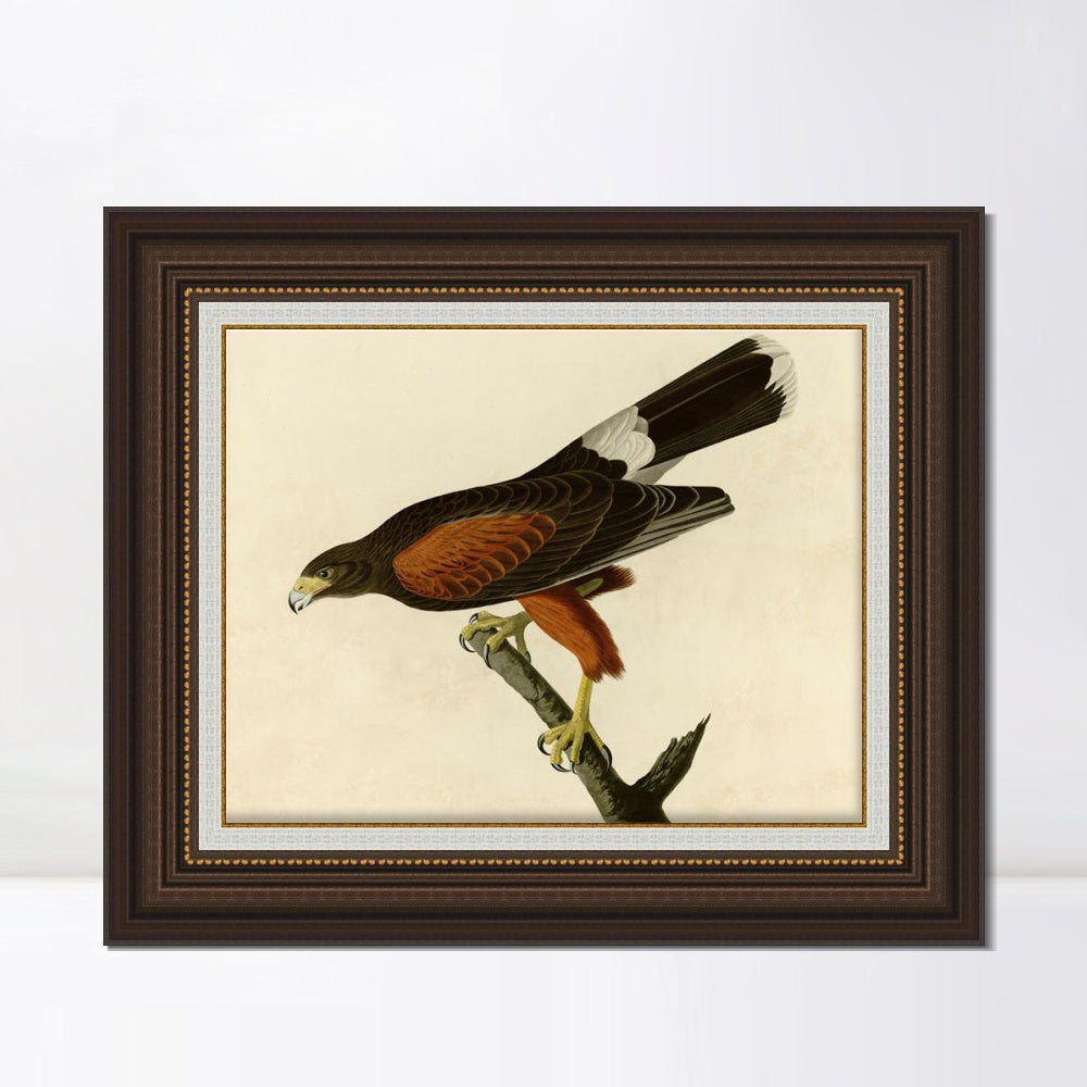 INVIN ART Framed Canvas Art Giclee Print Louisiana Hawk by John James Audubon  Home Office Wall Art Decorations