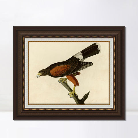 INVIN ART Framed Canvas Art Giclee Print Louisiana Hawk by John James Audubon Living Room Home Office Wall Art Decorations