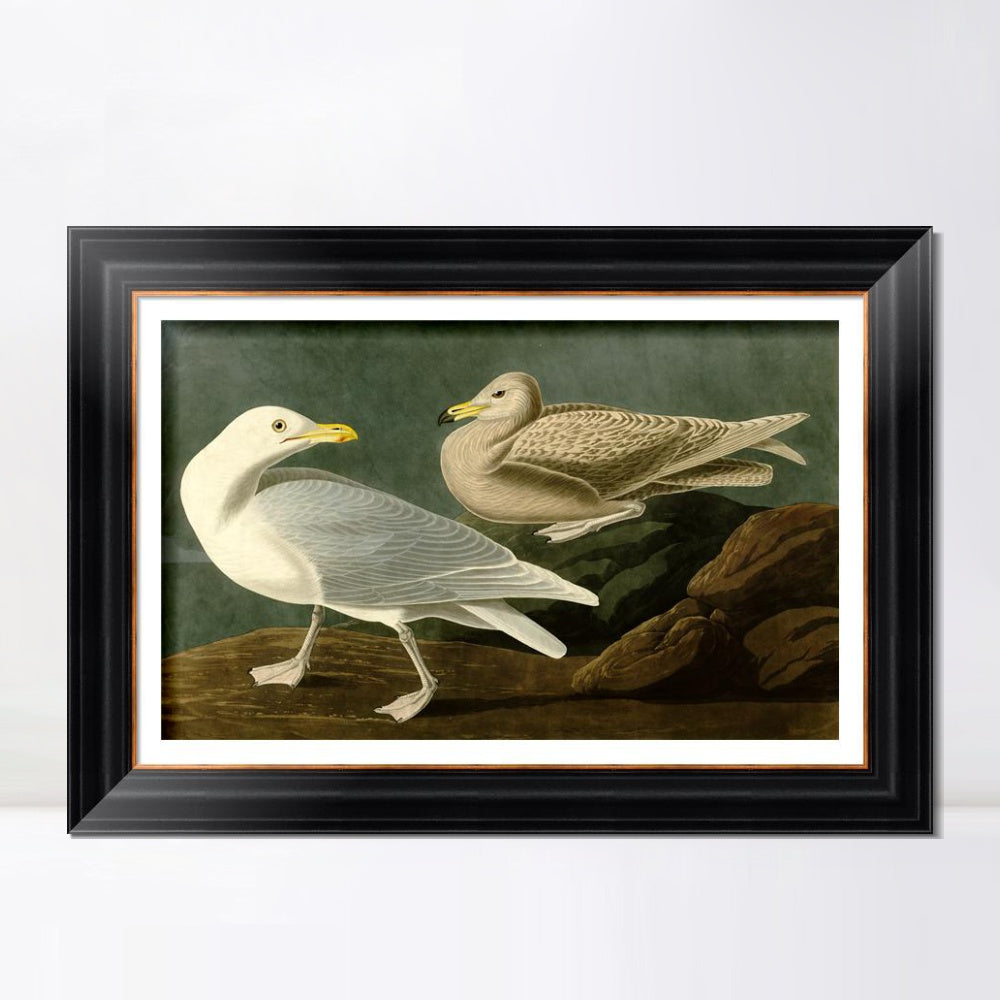 INVIN ART Framed Canvas Art Giclee Print Burgomaster Gull by John James Audubon  Home Office Wall Art Decorations