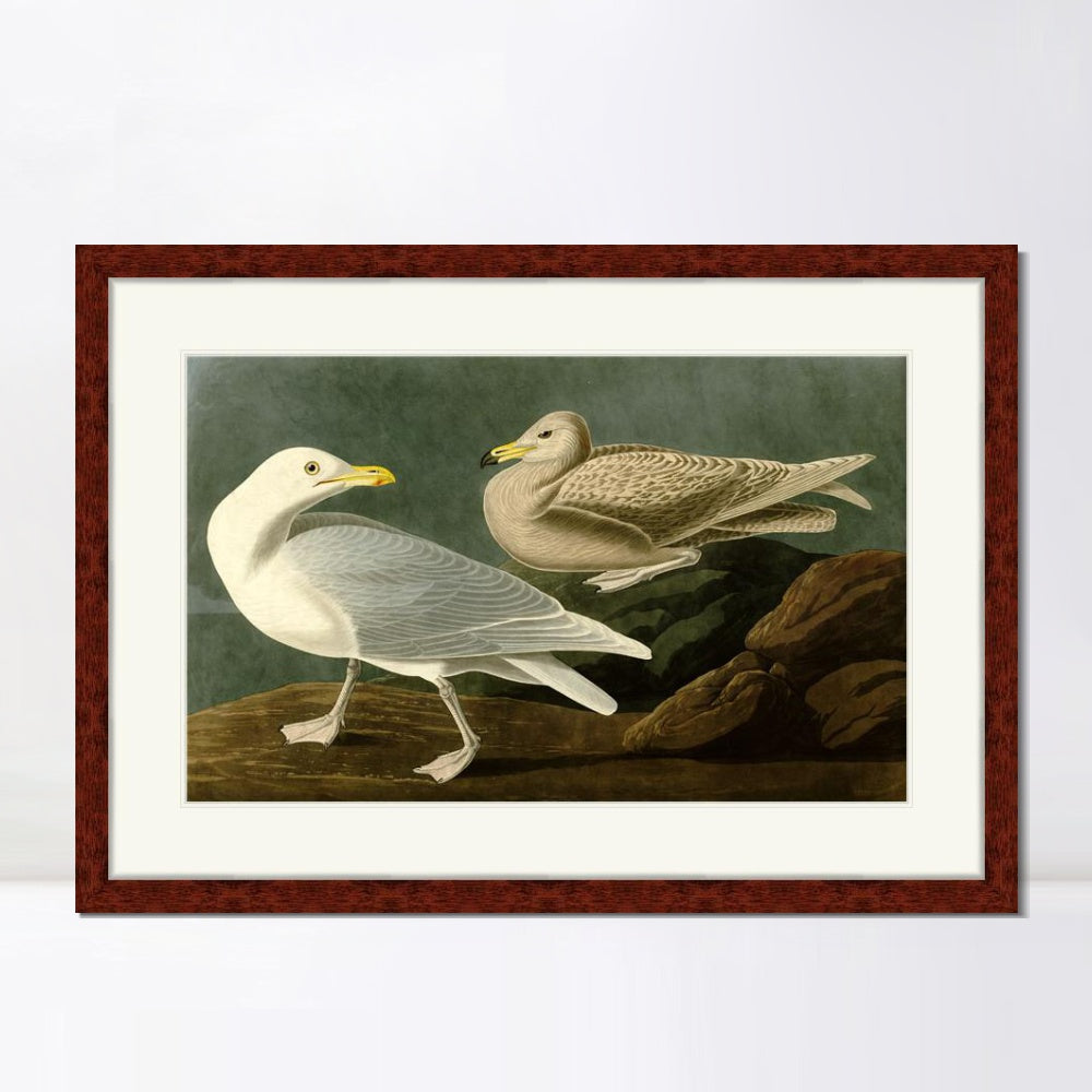 INVIN ART Framed Canvas Art Giclee Print Burgomaster Gull by John James Audubon  Home Office Wall Art Decorations