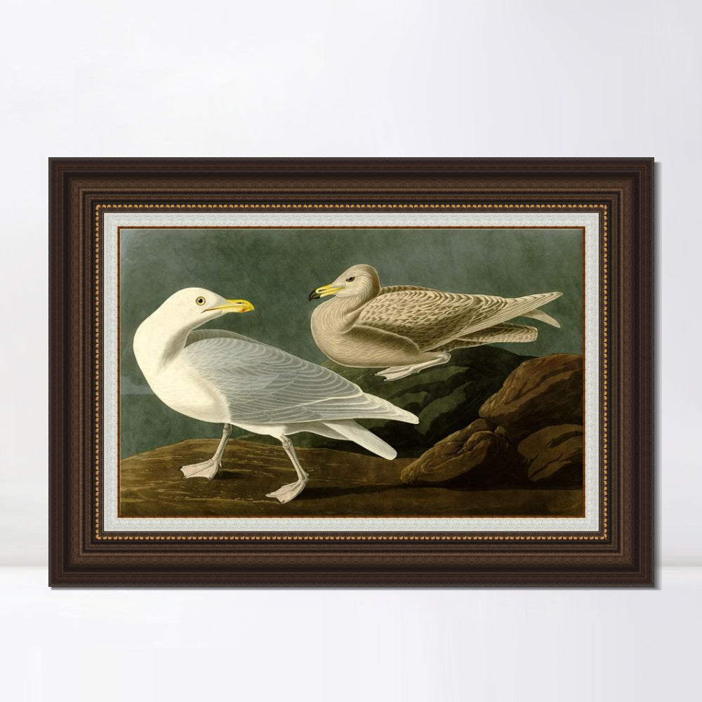 INVIN ART Framed Canvas Art Giclee Print Burgomaster Gull by John James Audubon  Home Office Wall Art Decorations