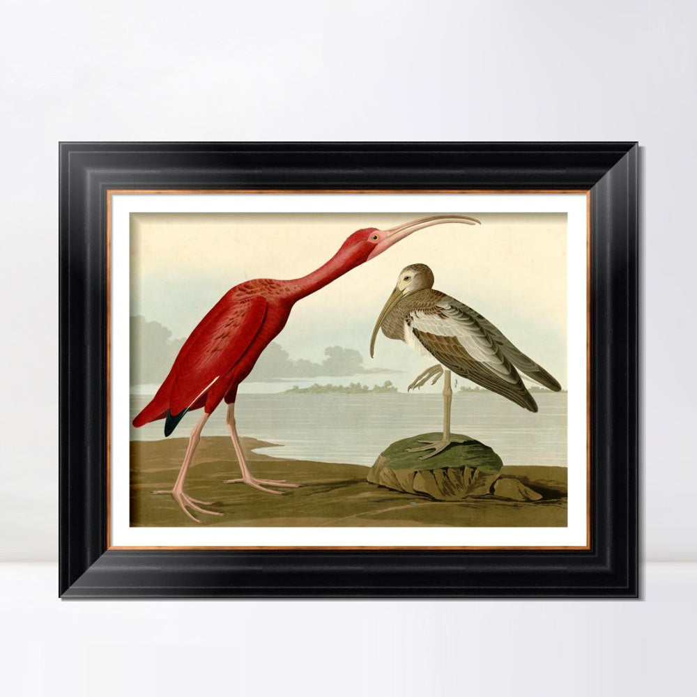 INVIN ART Framed Canvas Art Giclee Print Scarlet Ibis by John James Audubon  Home Office Wall Art Decorations