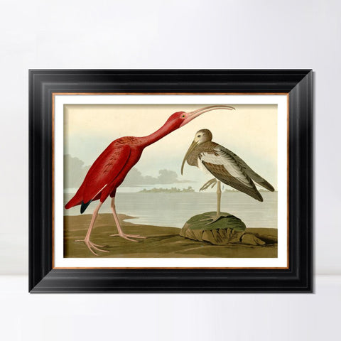 INVIN ART Framed Canvas Art Giclee Print Scarlet Ibis by John James Audubon Living Room Home Office Wall Art Decorations
