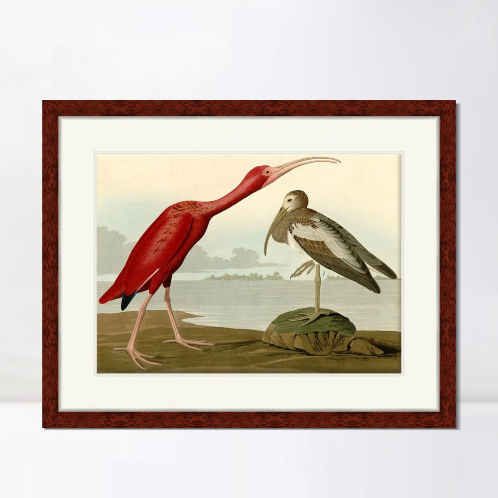 INVIN ART Framed Canvas Art Giclee Print Scarlet Ibis by John James Audubon  Home Office Wall Art Decorations