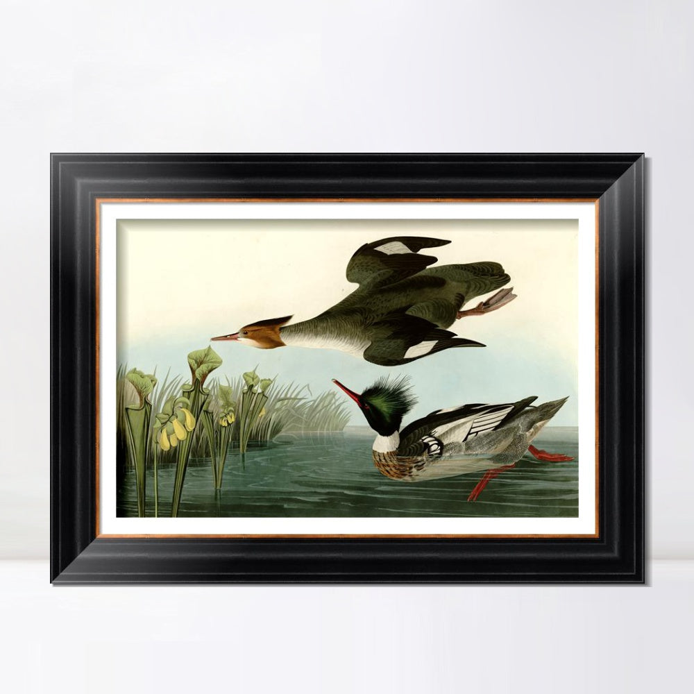 INVIN ART Framed Canvas Art Giclee Print Red breasted Merganser by John James Audubon  Home Office Wall Art Decorations