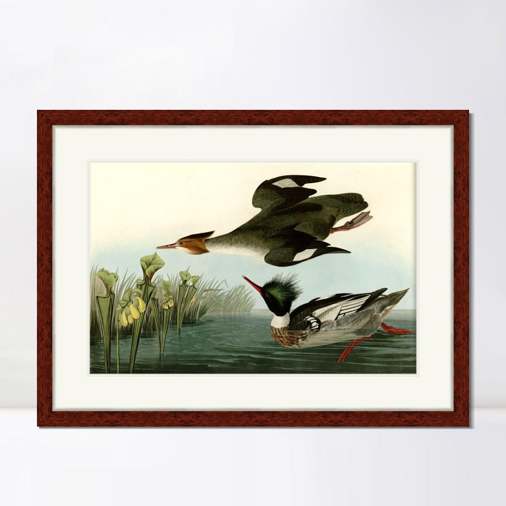 INVIN ART Framed Canvas Art Giclee Print Red breasted Merganser by John James Audubon  Home Office Wall Art Decorations