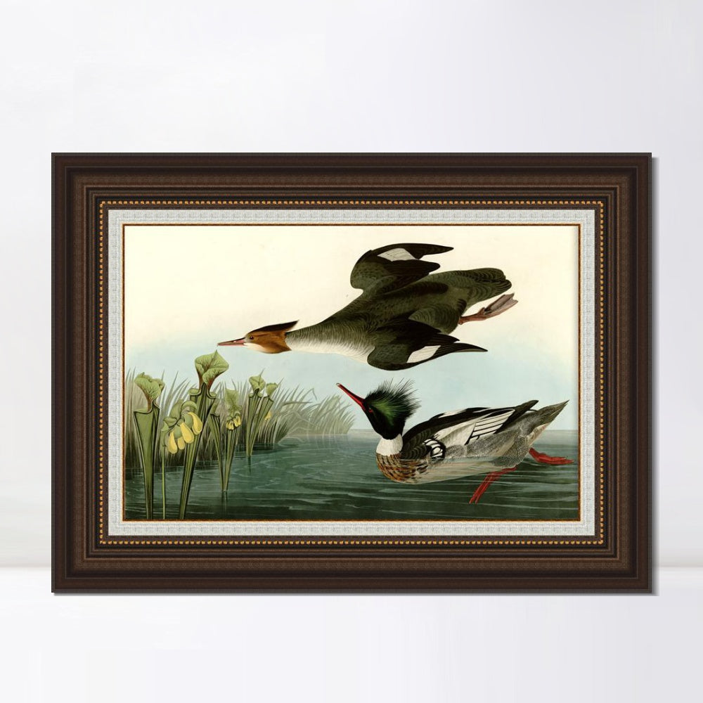 INVIN ART Framed Canvas Art Giclee Print Red breasted Merganser by John James Audubon  Home Office Wall Art Decorations
