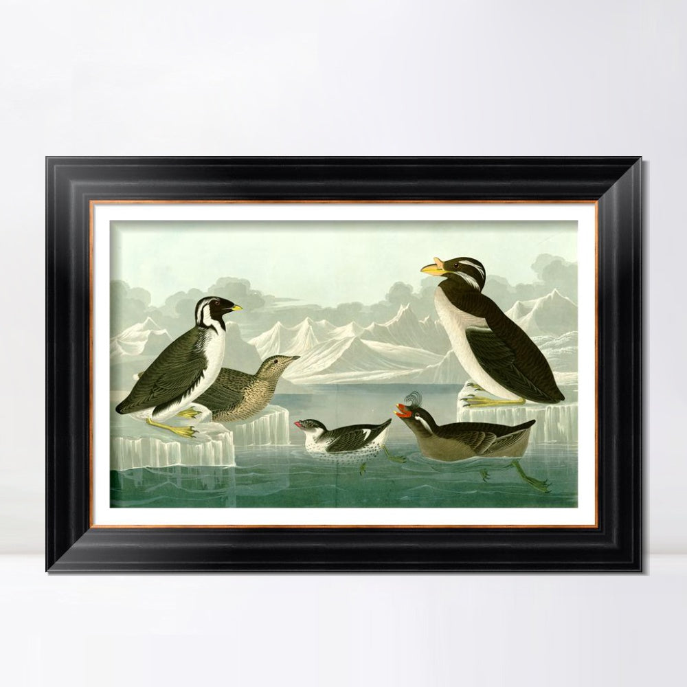 INVIN ART Framed Canvas Art Giclee Print Nobbed billed Auk by John James Audubon  Home Office Wall Art Decorations