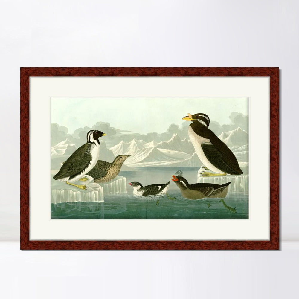 INVIN ART Framed Canvas Art Giclee Print Nobbed billed Auk by John James Audubon  Home Office Wall Art Decorations