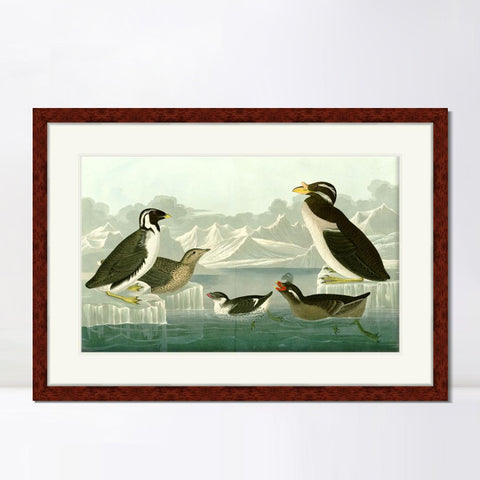 INVIN ART Framed Canvas Art Giclee Print Nobbed billed Auk by John James Audubon Living Room Home Office Wall Art Decorations