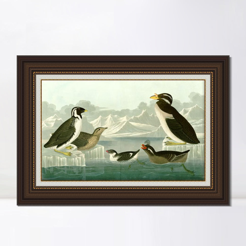 INVIN ART Framed Canvas Art Giclee Print Nobbed billed Auk by John James Audubon  Home Office Wall Art Decorations