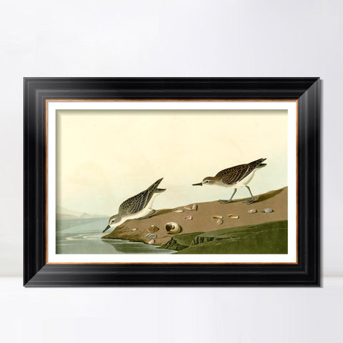 INVIN ART Framed Canvas Art Giclee Print Series#111 by John James Audubon Living Room Home Office Wall Art Decorations