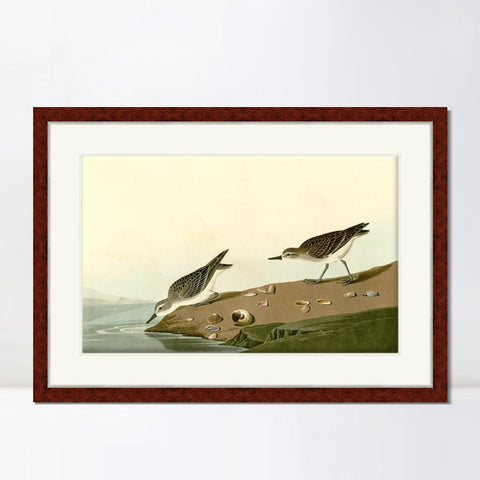 INVIN ART Framed Canvas Art Giclee Print Series#111 by John James Audubon Living Room Home Office Wall Art Decorations