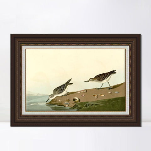 INVIN ART Framed Canvas Art Giclee Print Series#111 by John James Audubon Living Room Home Office Wall Art Decorations