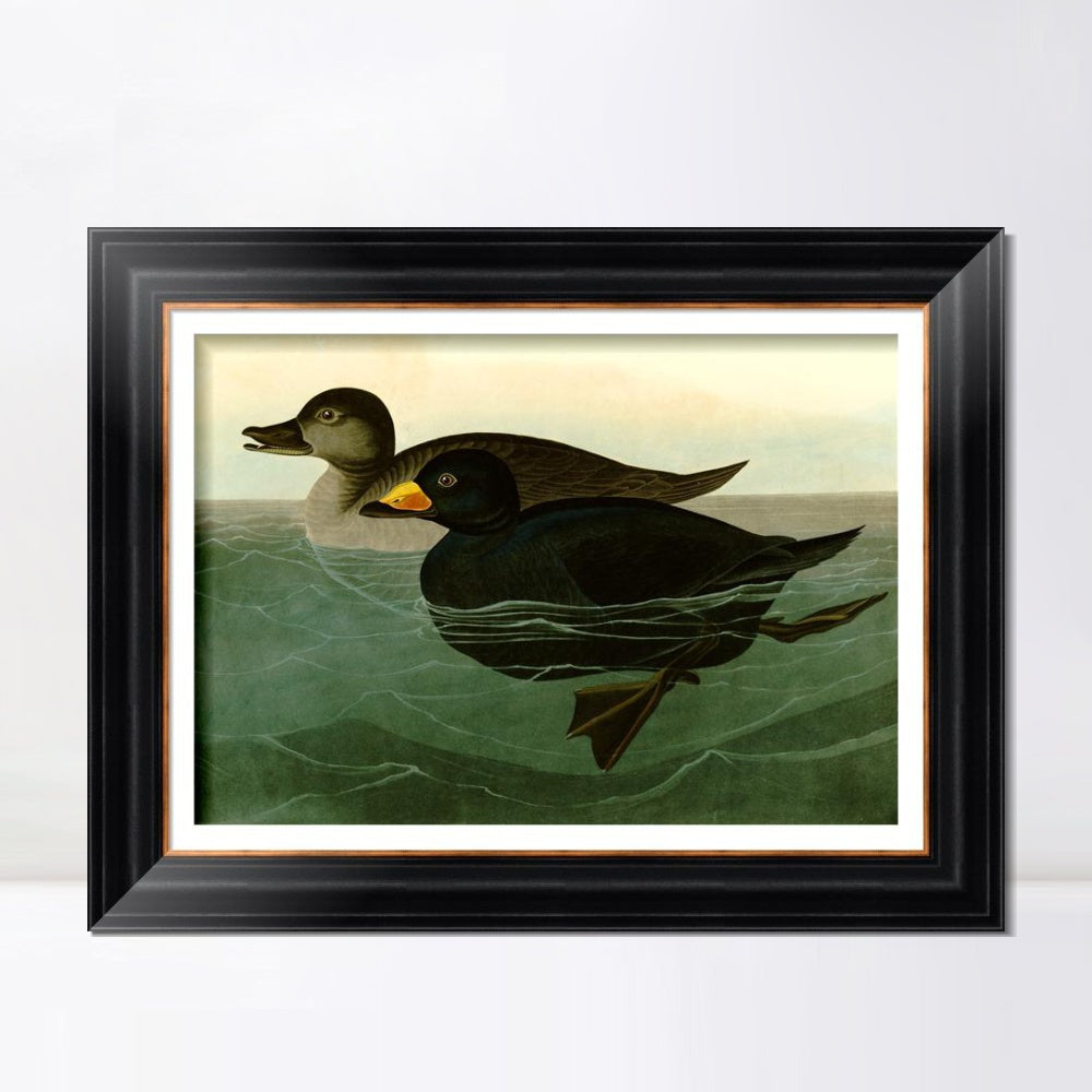 INVIN ART Framed Canvas Art Giclee Print American Scoter Duck by John James Audubon  Home Office Wall Art Decorations
