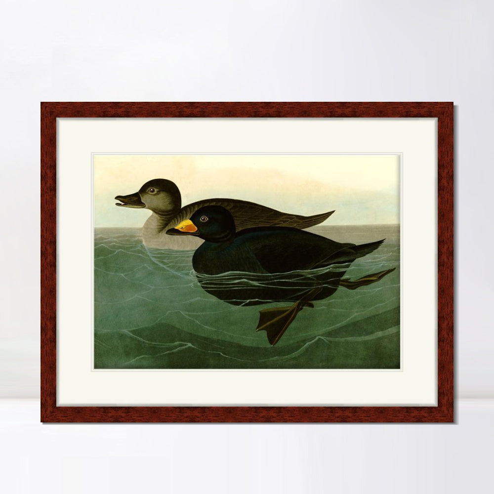 INVIN ART Framed Canvas Art Giclee Print American Scoter Duck by John James Audubon  Home Office Wall Art Decorations