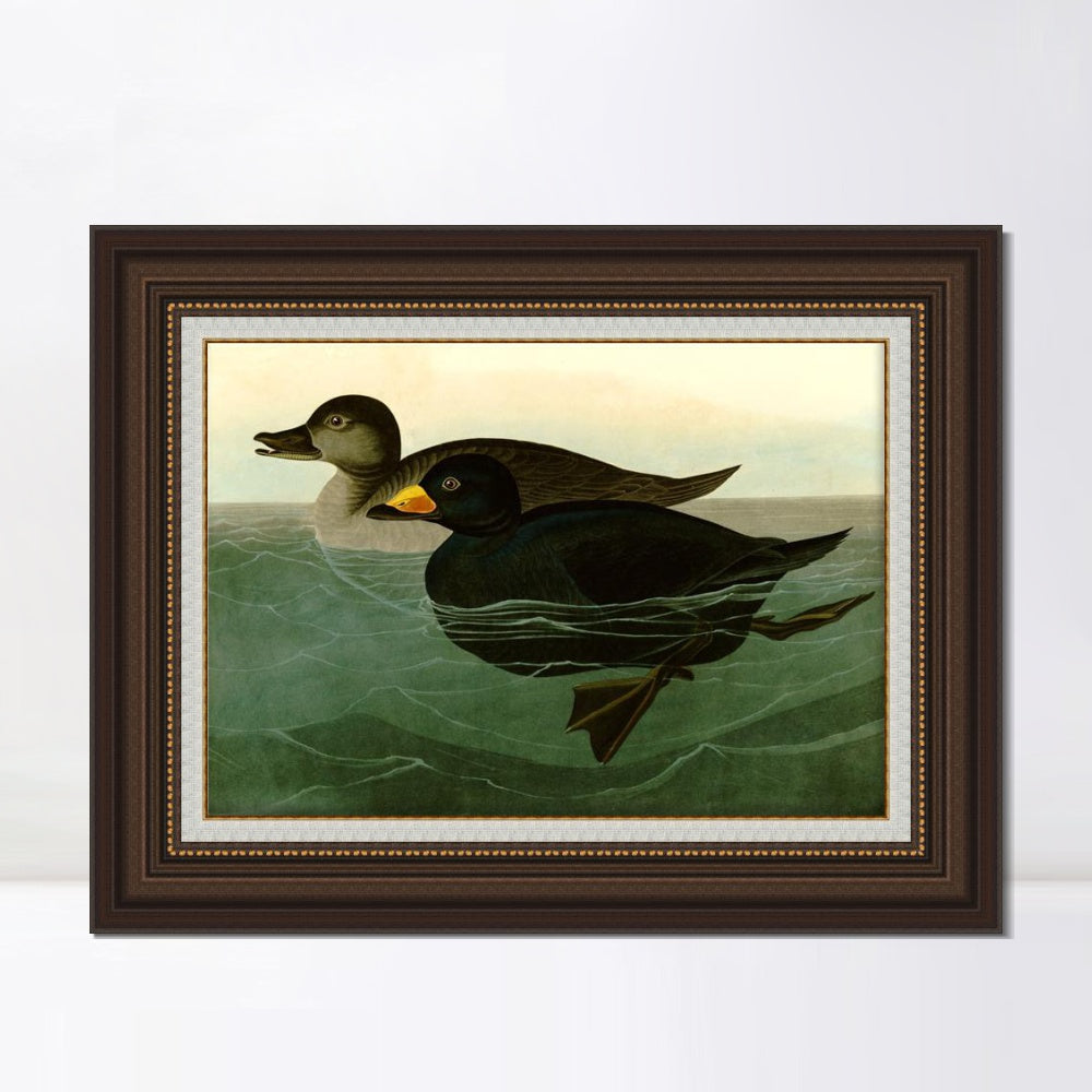 INVIN ART Framed Canvas Art Giclee Print American Scoter Duck by John James Audubon  Home Office Wall Art Decorations