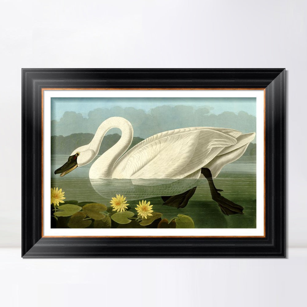 INVIN ART Framed Canvas Art Giclee Print Common American Swan by John James Audubon  Home Office Wall Art Decorations