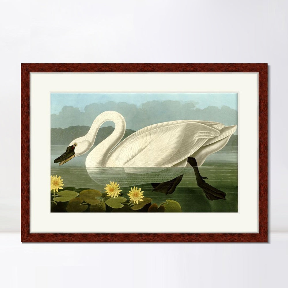 INVIN ART Framed Canvas Art Giclee Print Common American Swan by John James Audubon  Home Office Wall Art Decorations