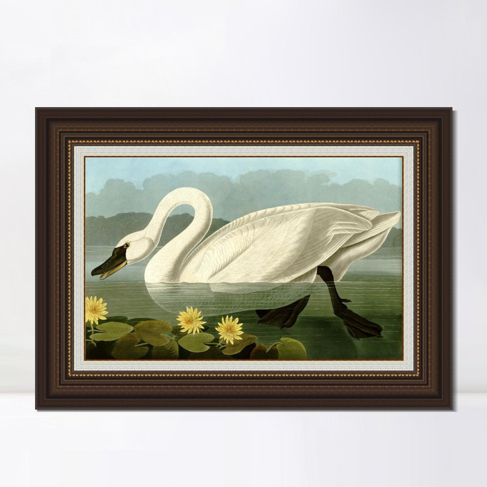 INVIN ART Framed Canvas Art Giclee Print Common American Swan by John James Audubon  Home Office Wall Art Decorations