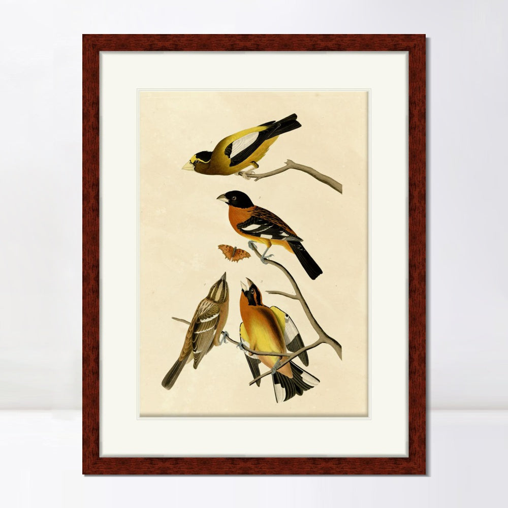 INVIN ART Framed Canvas Art Giclee Print Series#115 by John James Audubon  Home Office Wall Art Decorations