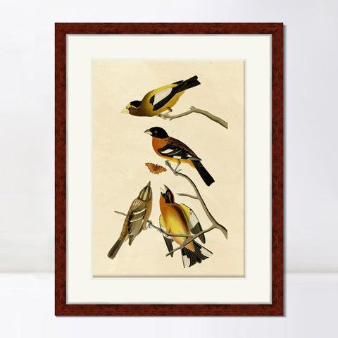 INVIN ART Framed Canvas Art Giclee Print Series#115 by John James Audubon Living Room Home Office Wall Art Decorations