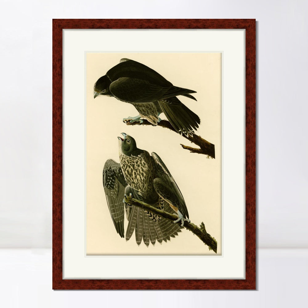 INVIN ART Framed Canvas Art Giclee Print Series#119 by John James Audubon  Home Office Wall Art Decorations