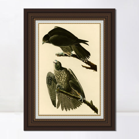 INVIN ART Framed Canvas Art Giclee Print Series#119 by John James Audubon Living Room Home Office Wall Art Decorations