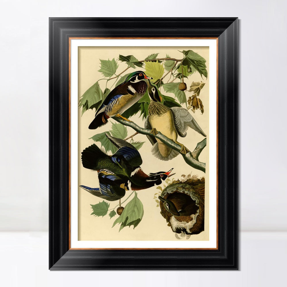 INVIN ART Framed Canvas Art Giclee Print Summer or Wood Duck by John James Audubon  Home Office Wall Art Decorations