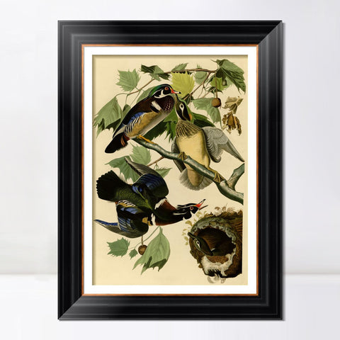 INVIN ART Framed Canvas Art Giclee Print Summer or Wood Duck by John James Audubon Living Room Home Office Wall Art Decorations
