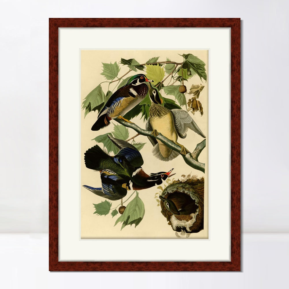 INVIN ART Framed Canvas Art Giclee Print Summer or Wood Duck by John James Audubon  Home Office Wall Art Decorations