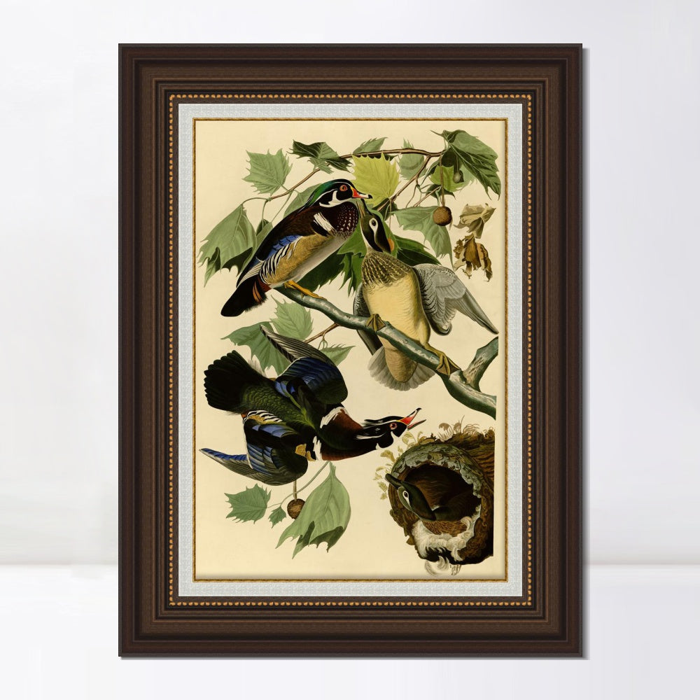 INVIN ART Framed Canvas Art Giclee Print Summer or Wood Duck by John James Audubon  Home Office Wall Art Decorations
