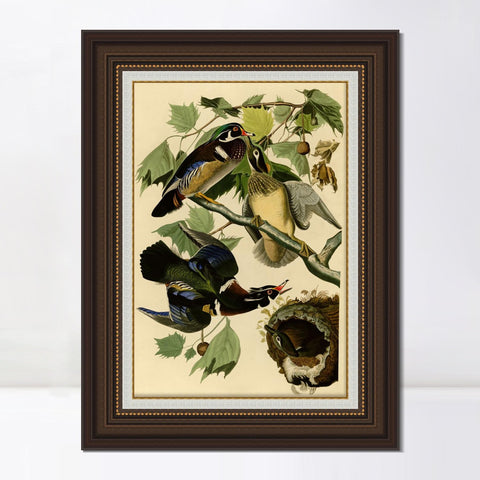 INVIN ART Framed Canvas Art Giclee Print Summer or Wood Duck by John James Audubon Living Room Home Office Wall Art Decorations