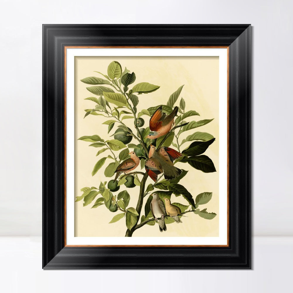 INVIN ART Framed Canvas Art Giclee Print Ground Dove by John James Audubon  Home Office Wall Art Decorations