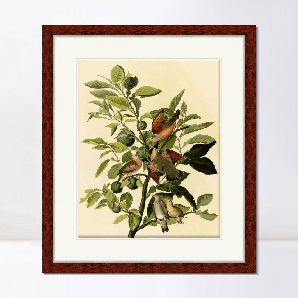 INVIN ART Framed Canvas Art Giclee Print Ground Dove by John James Audubon  Home Office Wall Art Decorations