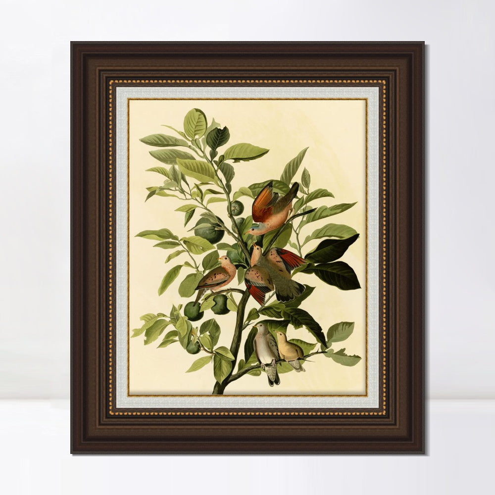 INVIN ART Framed Canvas Art Giclee Print Ground Dove by John James Audubon  Home Office Wall Art Decorations