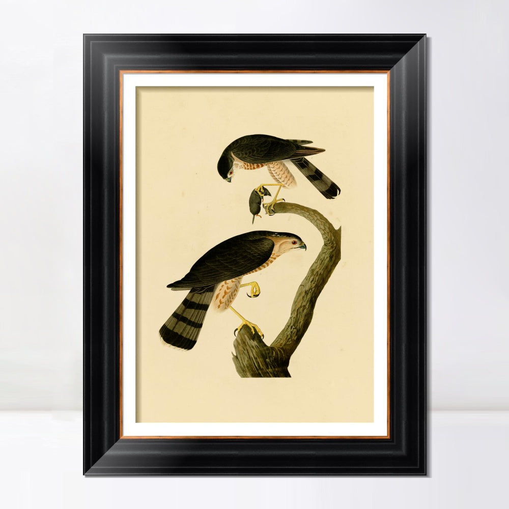 INVIN ART Framed Canvas Art Giclee Print Sharp shinned Hawk by John James Audubon  Home Office Wall Art Decorations