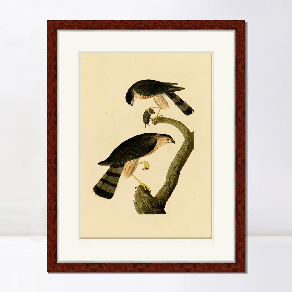 INVIN ART Framed Canvas Art Giclee Print Sharp shinned Hawk by John James Audubon  Home Office Wall Art Decorations