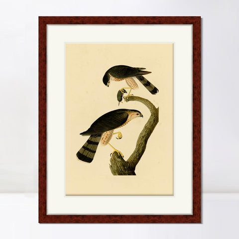 INVIN ART Framed Canvas Art Giclee Print Sharp shinned Hawk by John James Audubon Living Room Home Office Wall Art Decorations