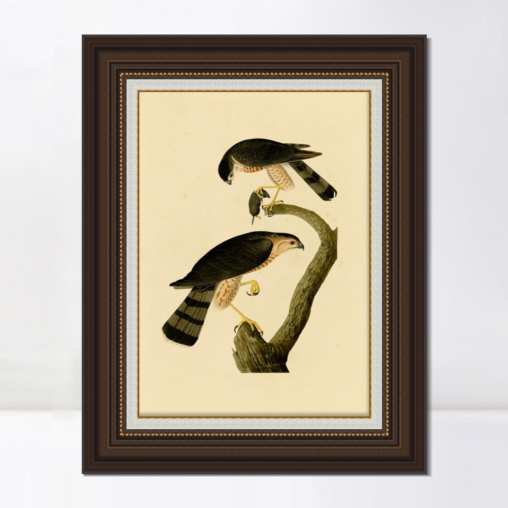 INVIN ART Framed Canvas Art Giclee Print Sharp shinned Hawk by John James Audubon  Home Office Wall Art Decorations