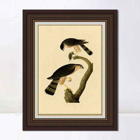 INVIN ART Framed Canvas Art Giclee Print Sharp shinned Hawk by John James Audubon Living Room Home Office Wall Art Decorations