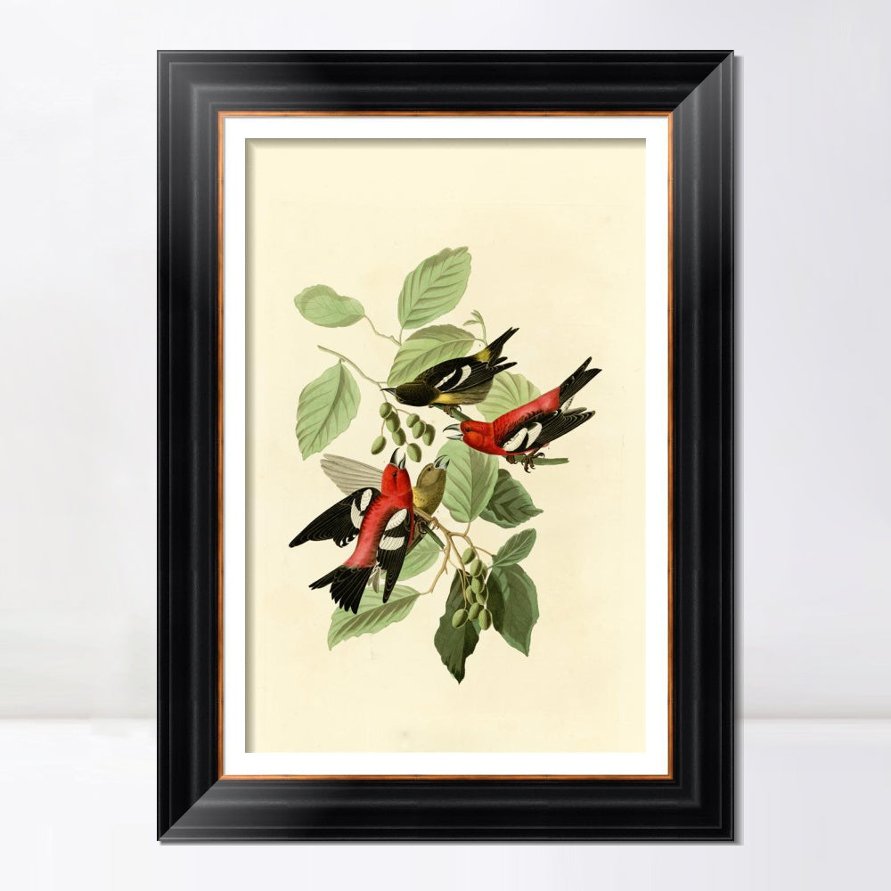 INVIN ART Framed Canvas Art Giclee Print White winged Crossbill by John James Audubon  Home Office Wall Art Decorations