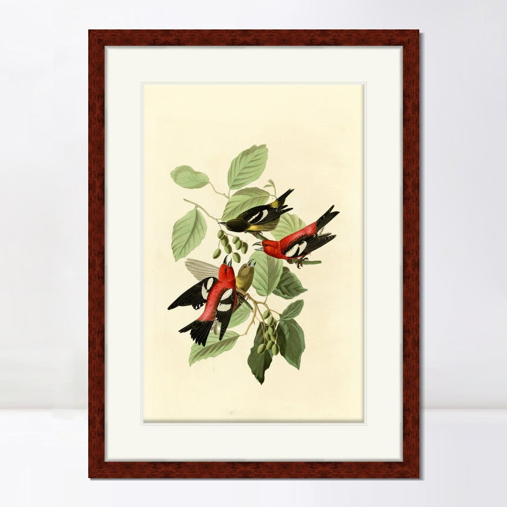 INVIN ART Framed Canvas Art Giclee Print White winged Crossbill by John James Audubon  Home Office Wall Art Decorations