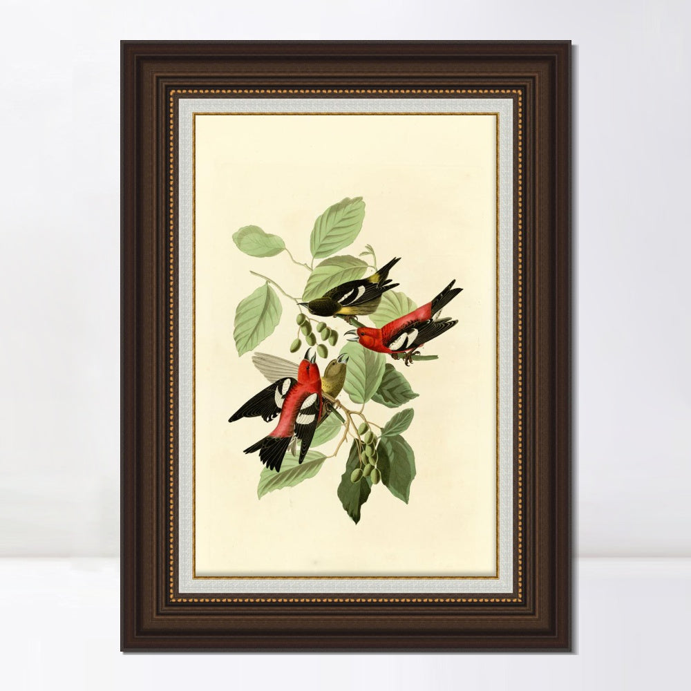 INVIN ART Framed Canvas Art Giclee Print White winged Crossbill by John James Audubon  Home Office Wall Art Decorations