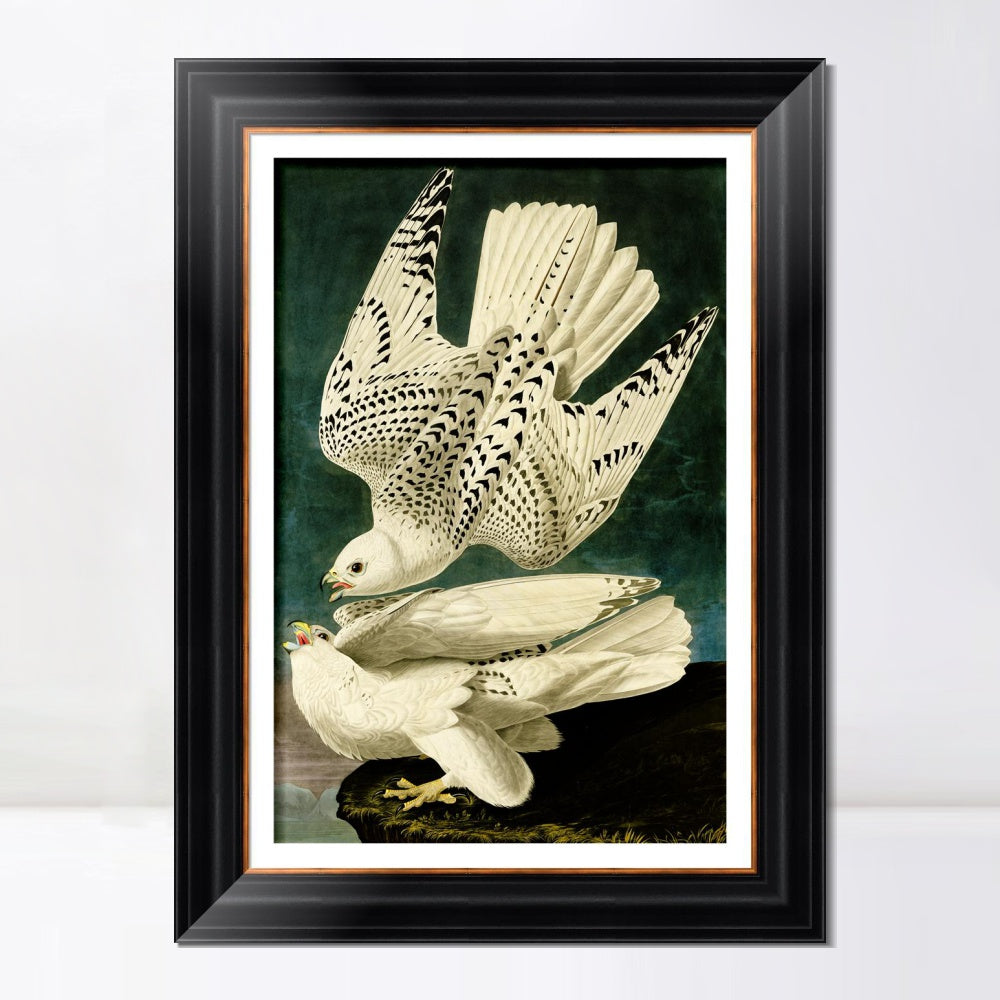 INVIN ART Framed Canvas Art Giclee Print Iceland or Jer Falcon by John James Audubon  Home Office Wall Art Decorations