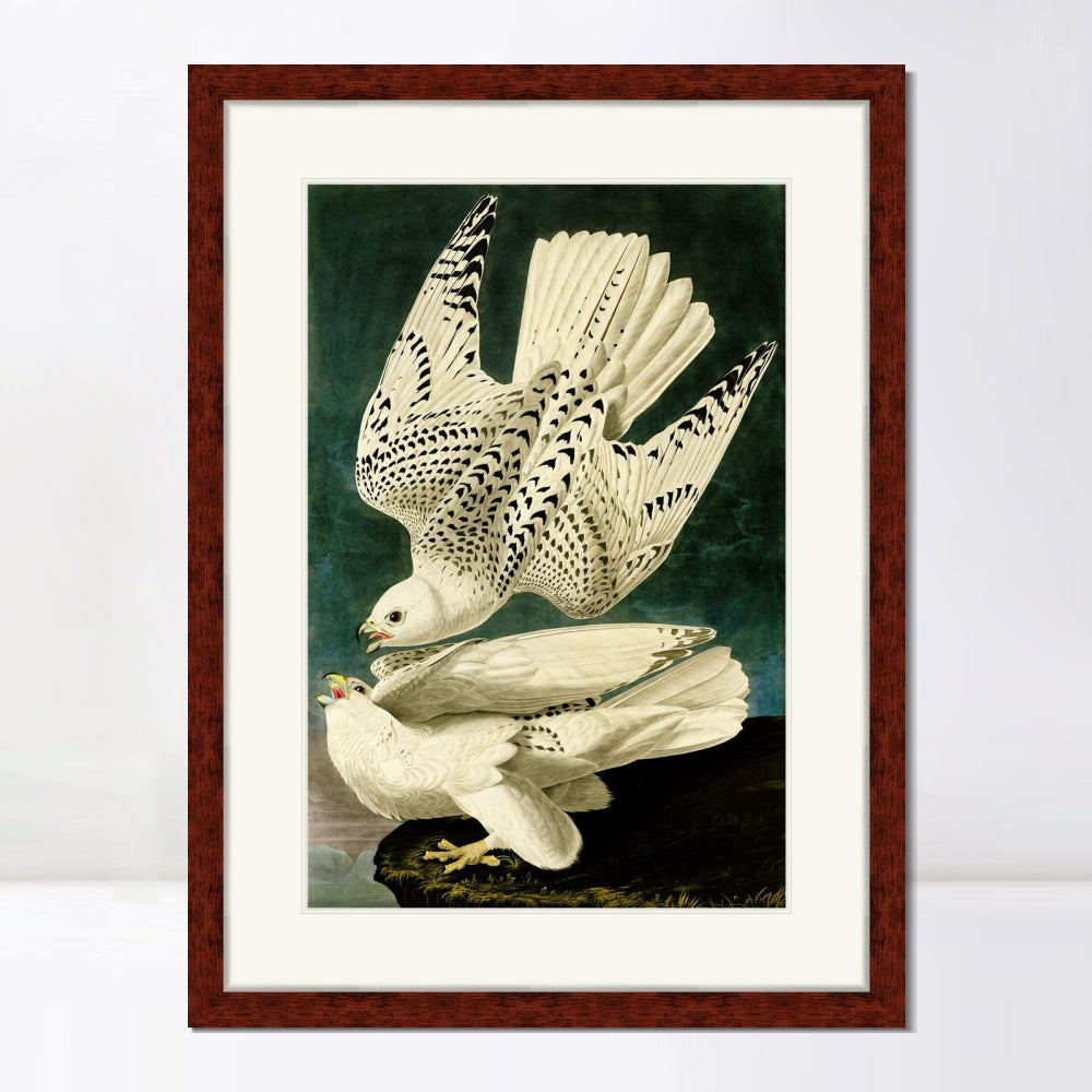 INVIN ART Framed Canvas Art Giclee Print Iceland or Jer Falcon by John James Audubon  Home Office Wall Art Decorations