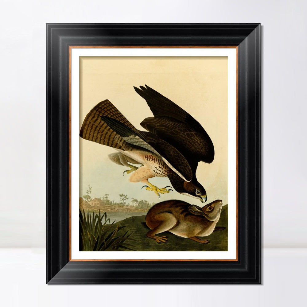 INVIN ART Framed Canvas Art Giclee Print Common Buzzard by John James Audubon  Home Office Wall Art Decorations