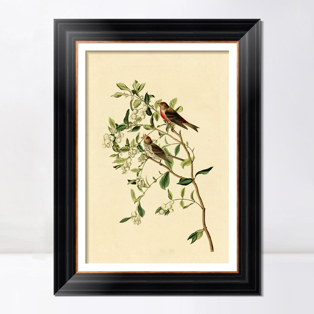 INVIN ART Framed Canvas Art Giclee Print Lesser Red Poll by John James Audubon  Home Office Wall Art Decorations